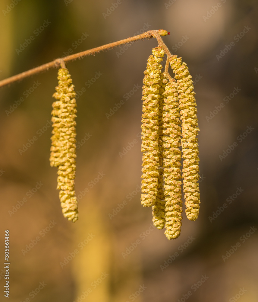 catkins on a hazel tree in spring catkins on a hazel tree in spring