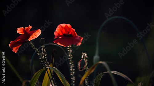 A bright red poppy, attracts bees.Attractive, bright, red color.Poppy Idyll.Impression of a red fragrance. Poppy, gentle movements in the breeze. Delicate, red in the garden area. 