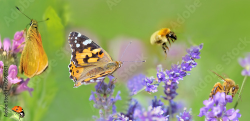 honeybee,butterfly and lady bud  on lavender flowers in panoramic view