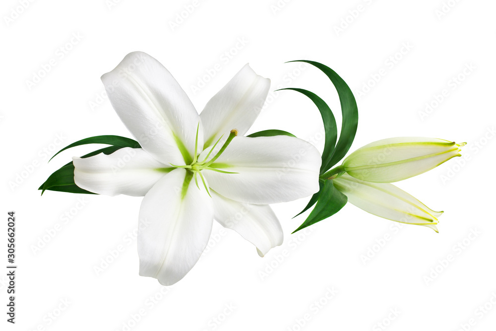 White lily flower and buds with green leaves on white background isolated close up, lilies bunch, lillies floral pattern, decorative border, greeting card decoration, wedding invitation design element