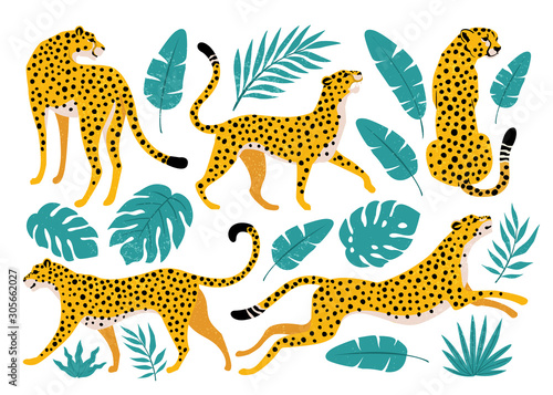 Leinwand Poster Vector set of leopards and tropical leaves. Trendy illustration.
