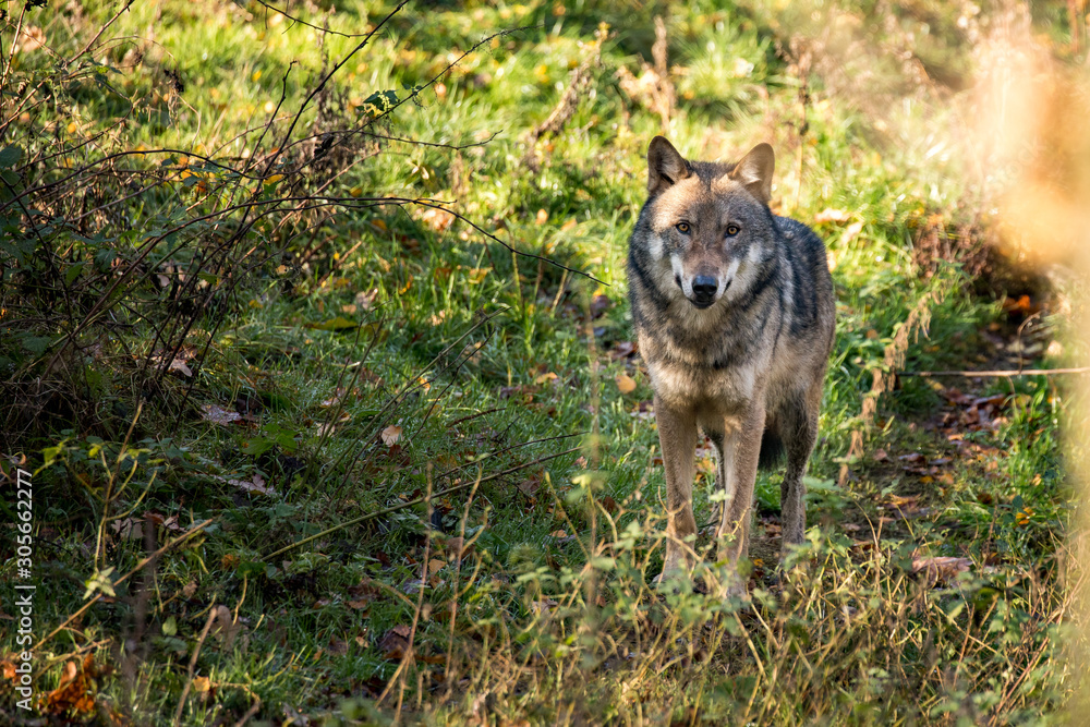 Obraz premium Wild wolf roams through the forest