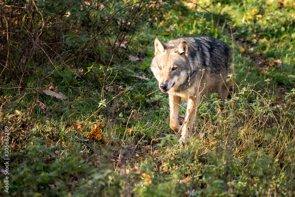 Wild wolf roams through the forest Wild wolf roams through the forest