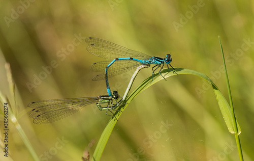 bluet damselflies mating on grass leaf