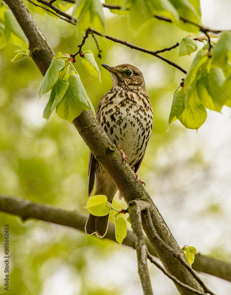Obraz premium song thrush on tree branch