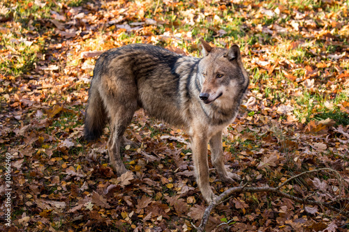 Wild wolf roams through the forest © Edler von Rabenstein