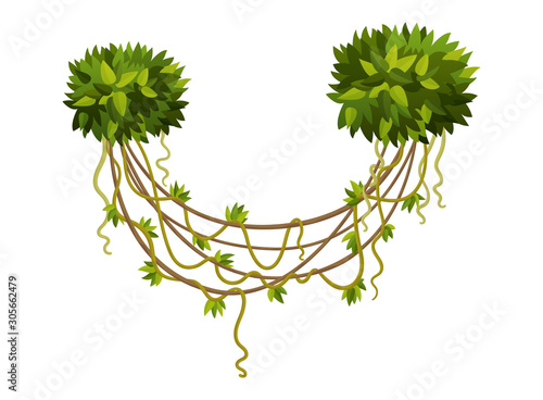 Liana or jungle plant or vine wild greenery winding branches vector stem with leaves isolated decorative elements tropical vines rainforest flora and exotic botany wild curling species and twigs