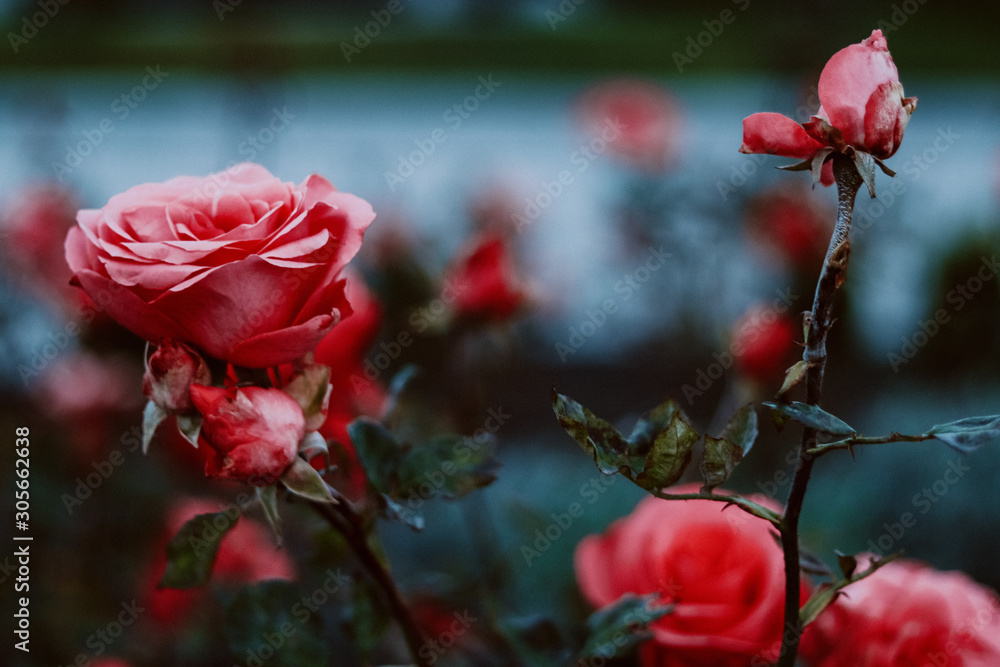 Obraz premium red rose in the garden