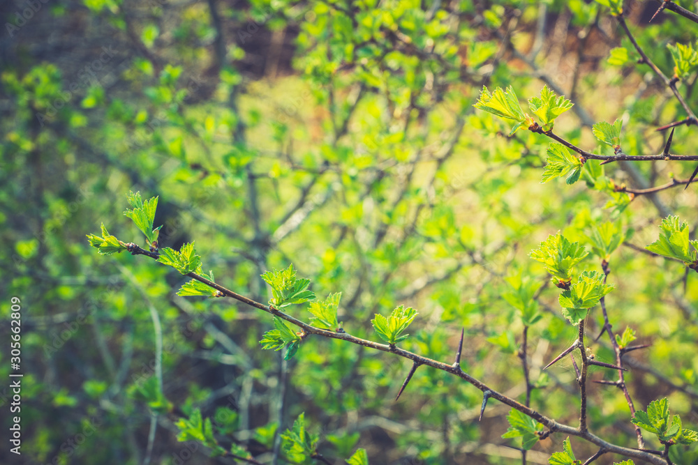 Hawthorn bush with berries in the garden. Shallow depth of field. Hawthorn bush with berries in the garden. Shallow depth of field.