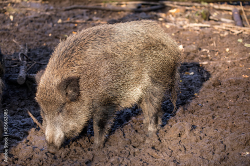 Boar digs in the forest floor