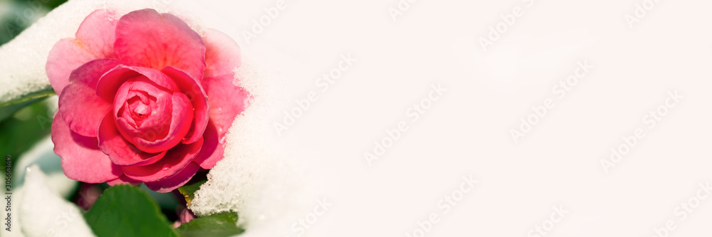 Fototapeta premium Camellia flower under the snow in winter, panoramic background with copy space