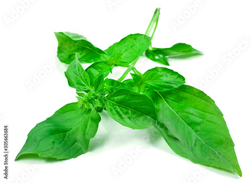 Basil leaves isolated on a white background.