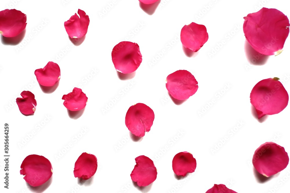 A group of sweet pink rose corollas on white isolated background with copy space A group of sweet pink rose corollas on white isolated background with copy space