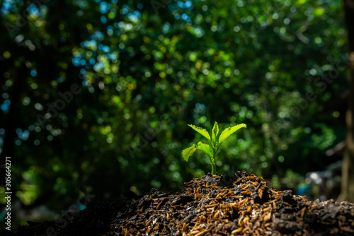 Plant,Seedlings grow in soil with sun light. Planting trees to reduce global warming.