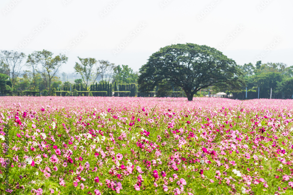 Pink cosmos flowers in field