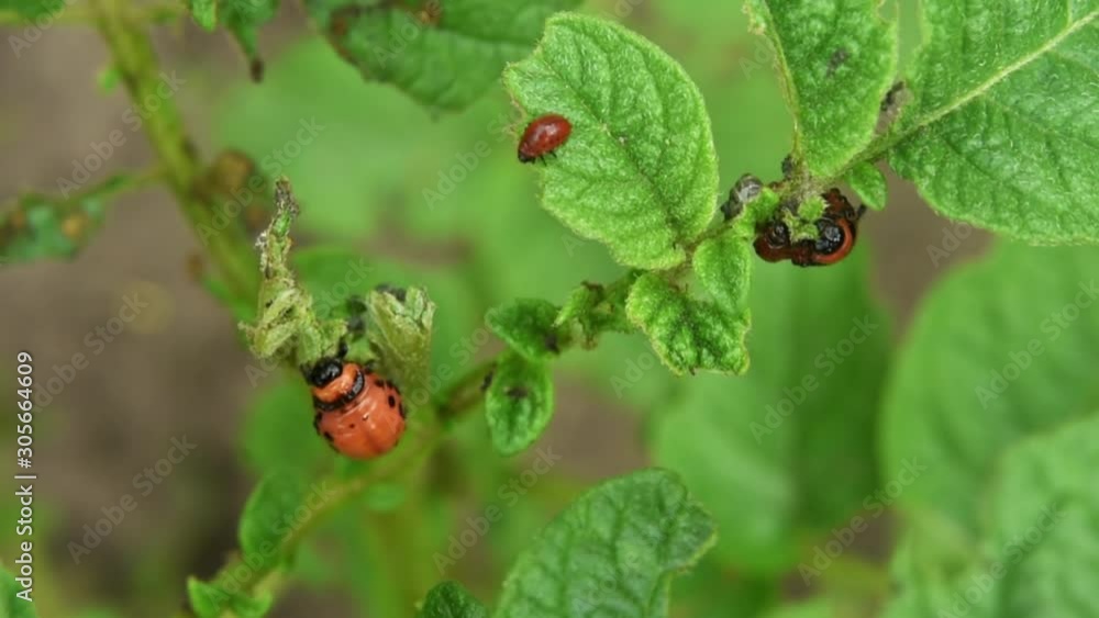 Colorado potato beetle larva eats potato leaves in the garden. Pests and parasites destroy crops in agriculture Colorado potato beetle larva eats potato leaves in the garden. Pests and parasites destroy crops in agriculture