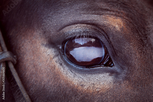 brown horse eye close-up with big eyelashes and sad smart look
