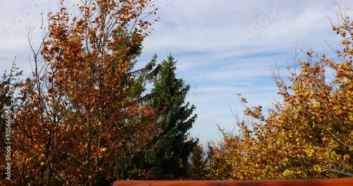 View of treetops moving in strong wind from the side to side and the wooden construction of a viewpoint hitting tree trunks during a sunny autumn day captured in Beskids area 4k 60fps. photo