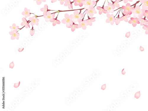 Frame of "Sakura" Cherry Blossoms/Spring flower of Japan /white background