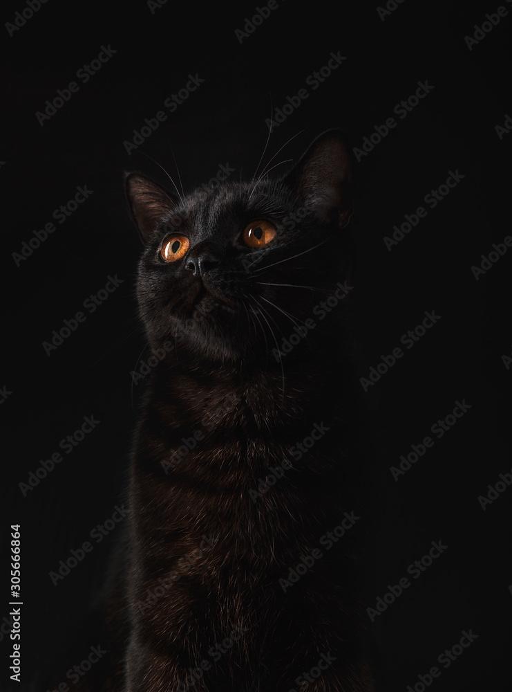 Obraz premium cat on black background