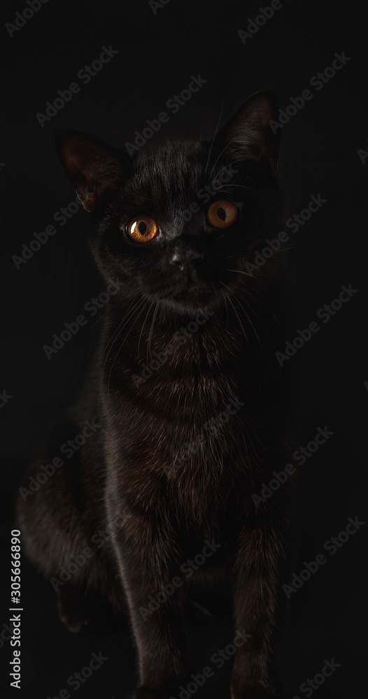 Obraz premium cat on black background