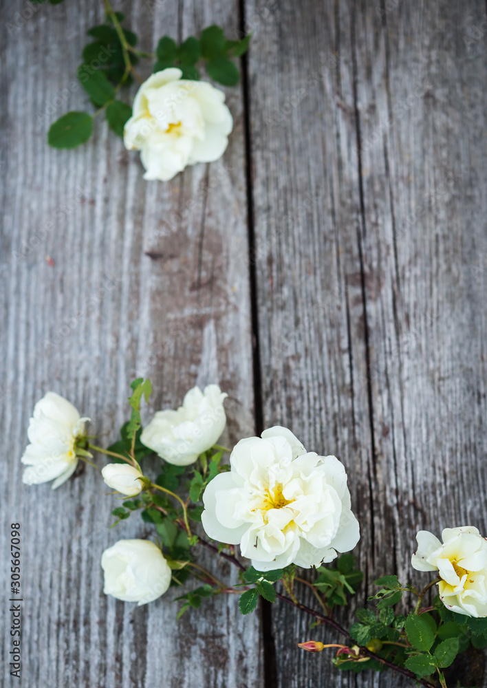 Fototapeta premium Flowers. White roses on an old shabby desk. Vintage floral background