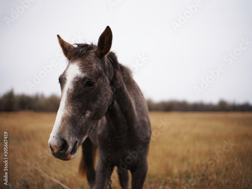 portrait of a horse © Мария Ширяева
