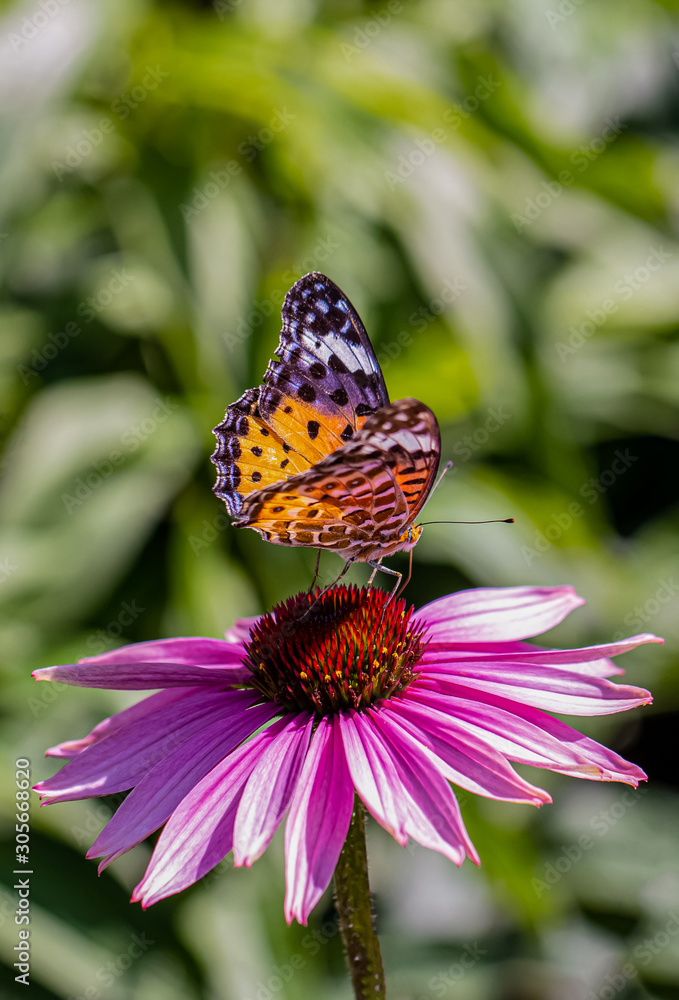 Butterflies on flowers and sunlight Butterflies on flowers and sunlight