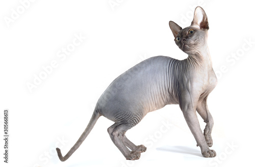 Fotografie Sphynx cat isolated on white