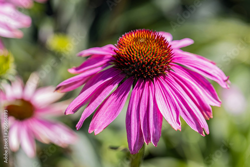 Purple coneflower with blurred background