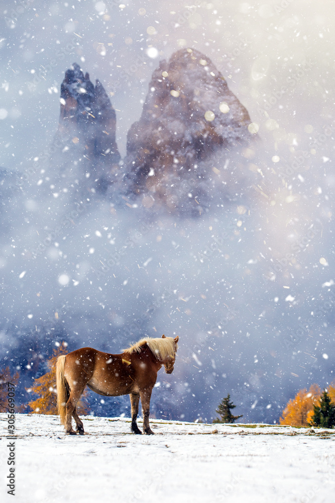 Beautiful horses in Alpe di Siusi, Italy-Dolomites, Alpes. Beautiful horses in Alpe di Siusi, Italy-Dolomites, Alpes.