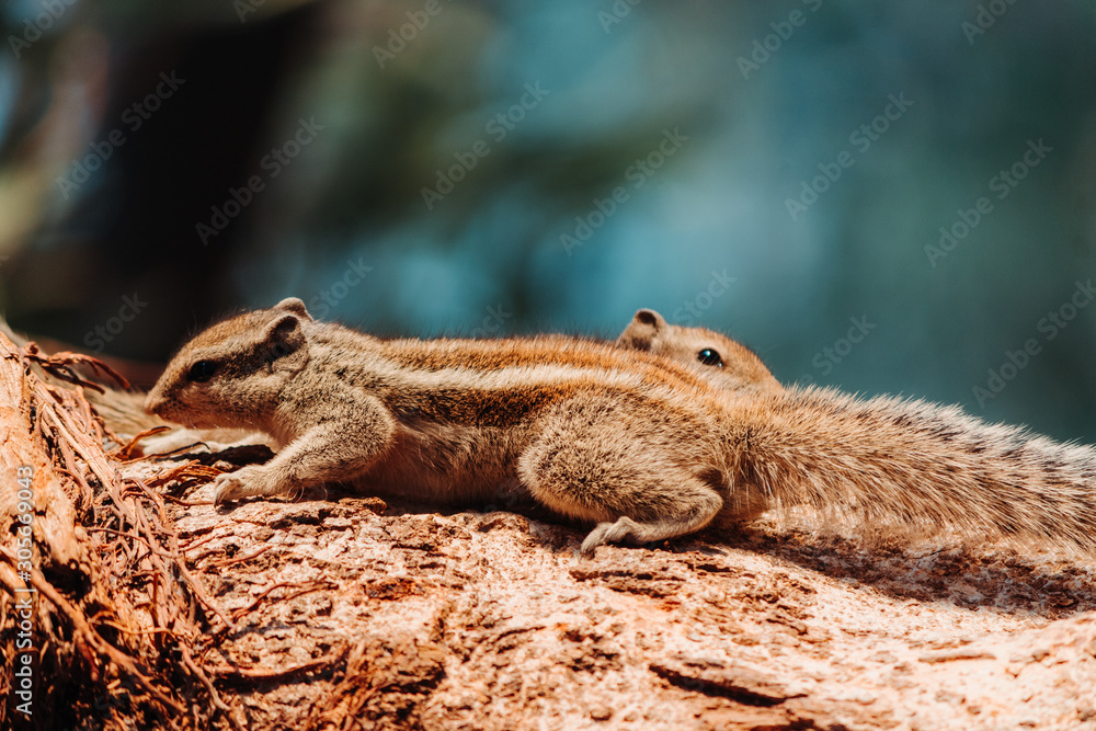 Two squirrels staring at each other on tree Two squirrels staring at each other on tree