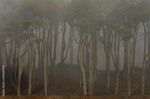 Misty Morning in California Forest © sergeka
