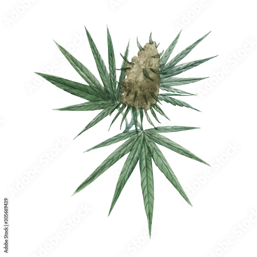 Beautiful vector watercolor medical marijuana illustration. Natural therapeutic drug.