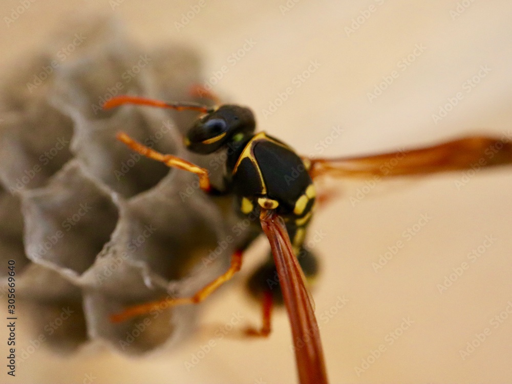 macro photo of insects closeup macro photo of insects closeup