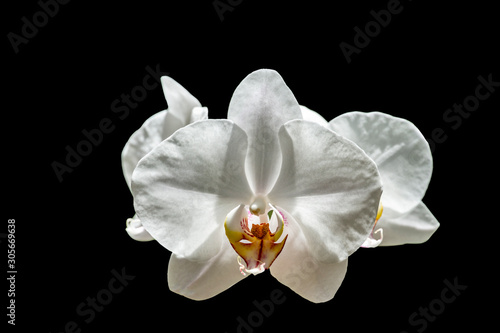 White orchid phalaenopsis (Moth Orchid or Phal) flower isolated on black background. Closeup