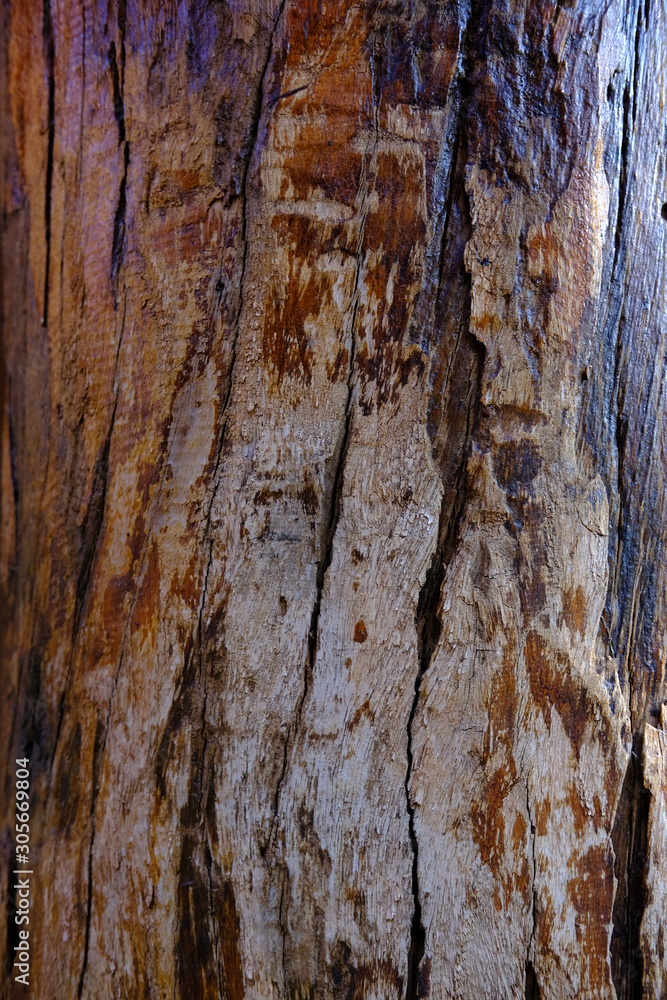 Obraz premium old wood texture