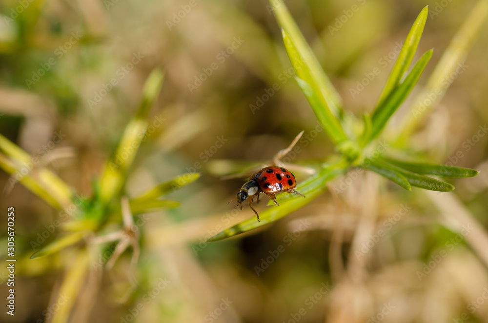 Fototapeta premium Ladybug is on the flower