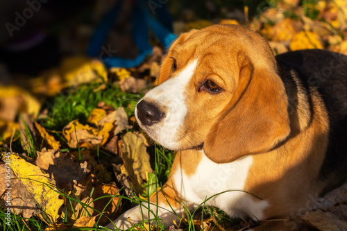dog breed Beagle in the autumn forest on a Sunny day.