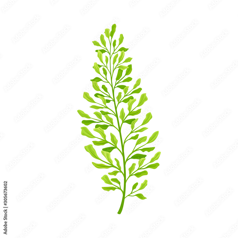 Fototapeta premium Green Leaf of Fern Isolated On White Background Vector illustration
