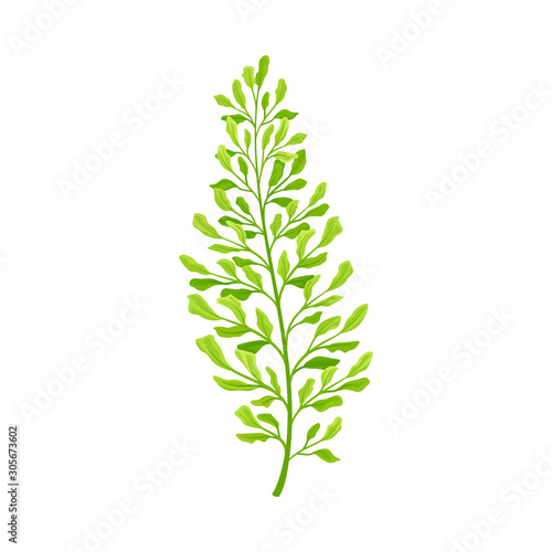 Green Leaf of Fern Isolated On White Background Vector illustration