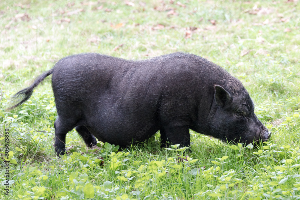 Black pig. Iberian pig in the field Black pig. Iberian pig in the field