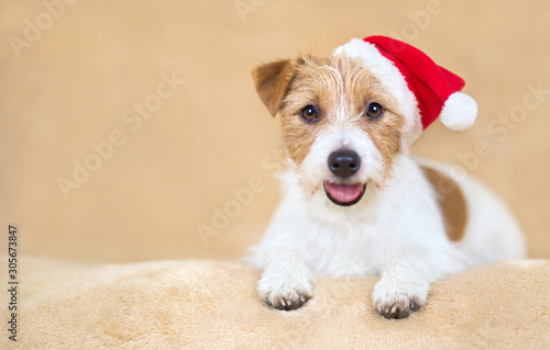 Christmas holiday smiling happy cute santa pet dog puppy on beige background with copy space