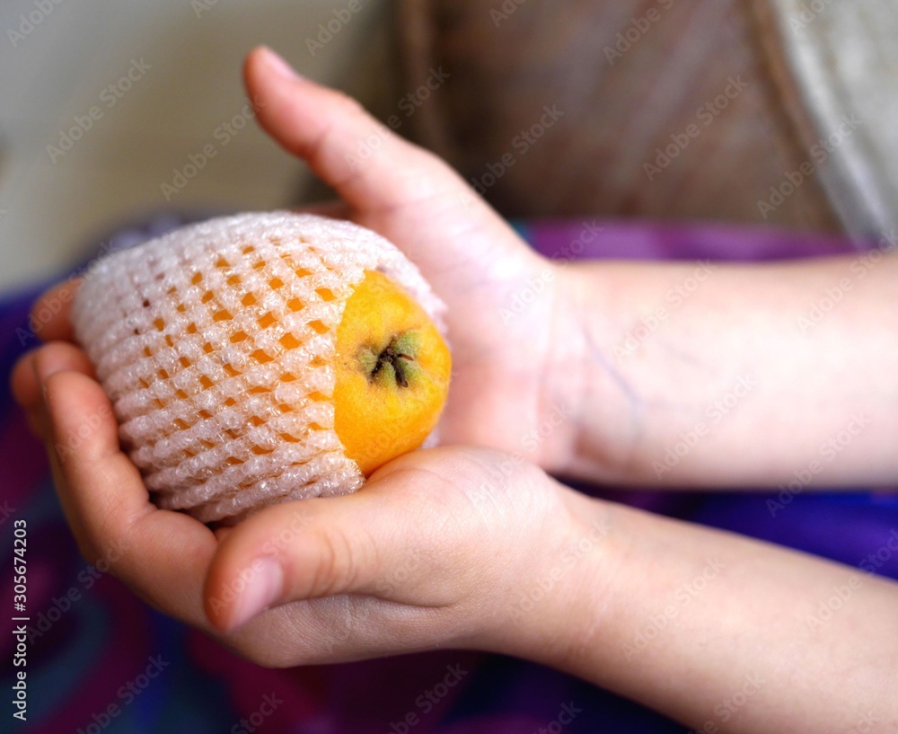 Photo of a ripe loquat fruit in protective fruit packaging sleeve net, in child's hands. Fruit protection mesh. Photo of a ripe loquat fruit in protective fruit packaging sleeve net, in child's hands. Fruit protection mesh.