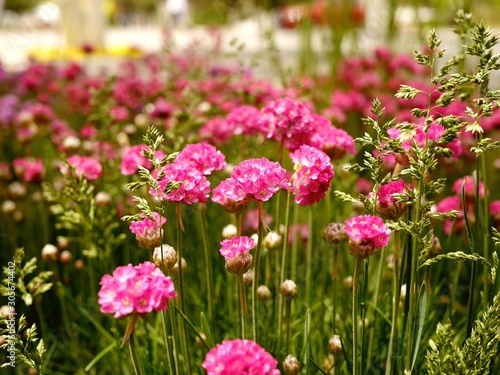 Photo background with a flower bed of bright pink flowers and grass on a sunny day.