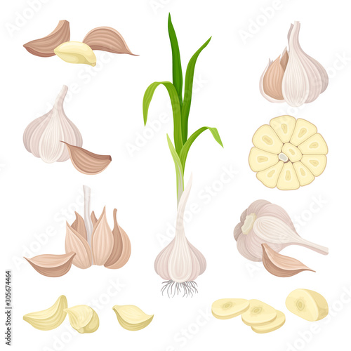 Whole Garlic and Its Parts Vector Set