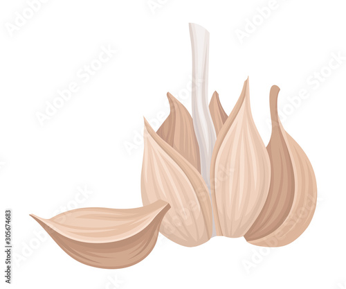 Cloves of Garlic Isolated On White Background Vector Item