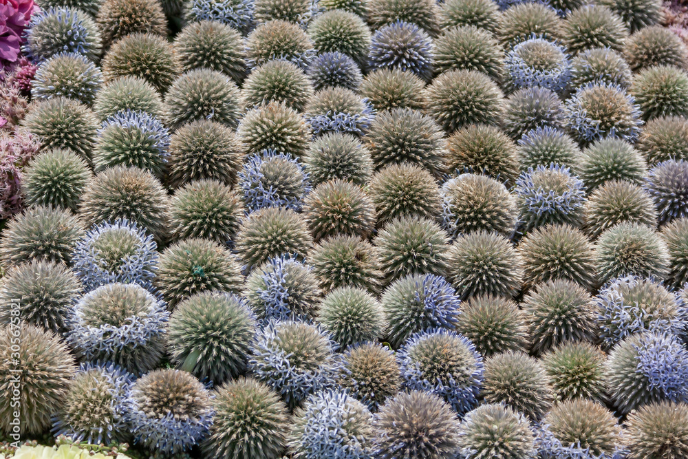 Wide angle beautiful background of cactus plants. Colorful green Echinocactus plants. Wallpaper with cactuses Wide angle beautiful background of cactus plants. Colorful green Echinocactus plants. Wallpaper with cactuses