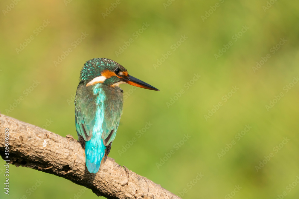 Kingfisher (alcedo atthis) in natural habitat. Kingfisher (alcedo atthis) in natural habitat.
