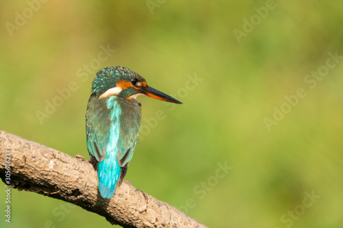 Kingfisher (alcedo atthis) in natural habitat. © funfunphoto